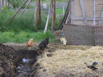 Hühner im Garten